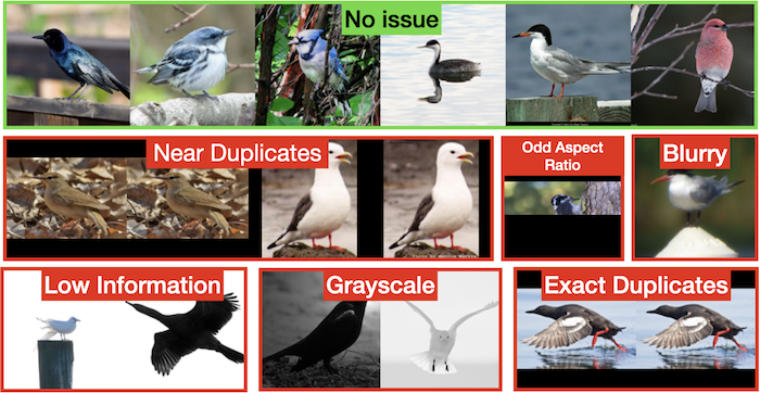 Issues in the CUB-200-2011 dataset